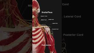 The brachial plexus is a network of nerves in origin in upper limb anatomymedicalmedicalstudent [upl. by Karame]