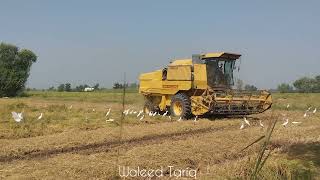 New Holland 8080 in Action [upl. by Leahcimaj]