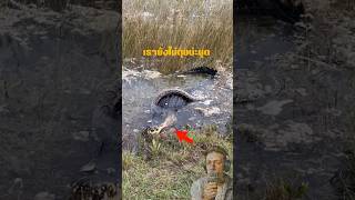 เรายังไม่ตุยน่ะนุด Alligator vs Python python alligator wildlife everglades shorts [upl. by Brest]