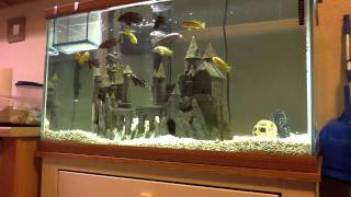 African Cichlids Feeding Time Mysis Shrimp amp Pelets [upl. by Mathur251]