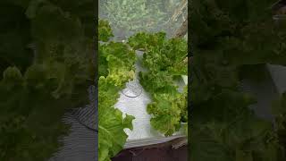 checkout my hydroponically grown lettuce kratkyhydroponics thankyouforwatching [upl. by Ezzo]