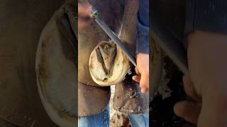 Rasping horse hoof asmr equestrian oddlysatisfying [upl. by Vieva]