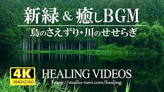 【4K】爽やかな新緑と癒しBGM  VOL1（鳥のさえずり・川のせせらぎ）疲れた心身の回復・リラックス効果・勉強中や作業用、目覚めの朝や眠れない夜にもどうぞ。 [upl. by Taft]