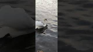 Linlithgow Swan 26th October 2024 shorts shortswithcamilla [upl. by Artcele]