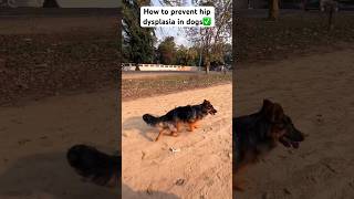 How to prevent hip dysplasia in dogs✅dogdoglovergermanshepherdpuppyviralshortsrunning [upl. by Laersi]