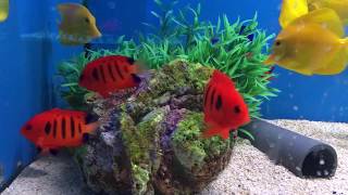 Flame Angel amp Yellow Tangs Saltwater fish  LFS [upl. by Medwin]