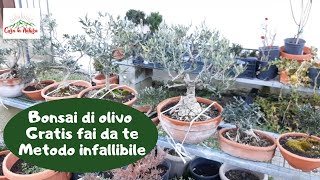 Olivo Bonsai GRATIS METODO INFALLIBILE [upl. by Irihs]