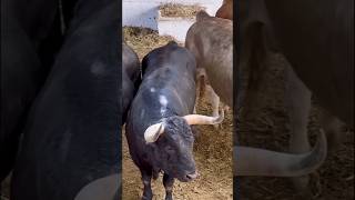 TOROS FUERA DE SERIE TRAPIO HECHURAS IMPRESIONANTES BRAVURA GANADERÍA FAMOSA MIURA 🐂🇪🇸 rey toro M [upl. by Notsua882]