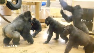 Young Male Gorilla Challenges A Huge Silverback  The Shabani Group [upl. by Anerb]