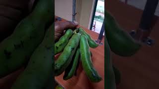 MUCUNA BEANS nutritious and highly productive food [upl. by Birchard369]