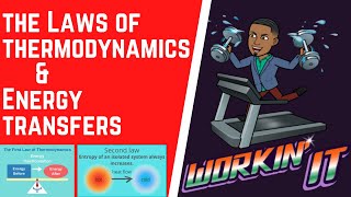 How Do The Laws of Thermodynamics Affect Energy Transfers [upl. by Enihpesoj]