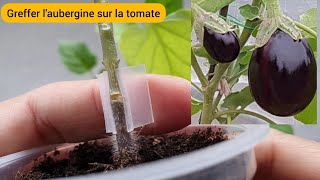 Comment greffer laubergine sur la tomate [upl. by Aneelehs]