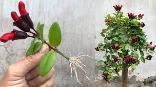 How to propagate Aeschynanthus lobbiana quickly by flower cuttings [upl. by Schnapp]