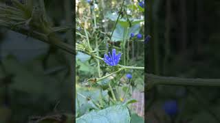 Cichorium intybus  Chicory  Off Grid Gardening [upl. by Hnahc]