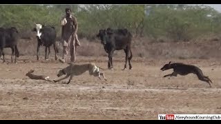 galgos y liebres 2019  dog and rabbit  rabbiting with dogs [upl. by Eneluqcaj991]