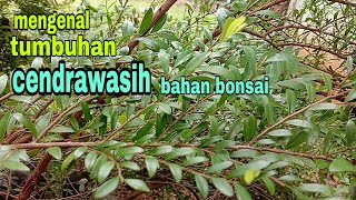 Mengenal tumbuhan CENDRAWASIH bahan BONSAI  Phyllanthus Myrtifollius [upl. by Cele572]