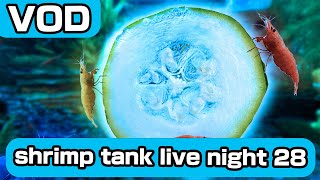 shrimp tank live v4 night 28 [upl. by Boles]