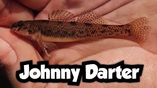 Two Hours of Darter Fishing on a Creek  Johnny Darter  Wisconsin Microfishing [upl. by Iorgo]