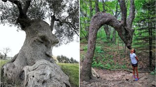 अजीबोगरीब पेड़ जिन्हें देखकर Scientist भी हैरान है  10 Strangest and Rarest Trees on Earth Part3 [upl. by Esiuqram]