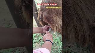 Intratesticular injection testicles injection viralshorts viralvideo sheepdisease [upl. by Yelekreb]