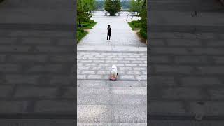 Unbelievable skateboarding skills of an adorable dog shorts [upl. by Lyret]