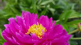 honey bee on purple peony closeup view [upl. by Zabrina768]