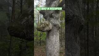 Real Life Treebeard Daily Dose Of Hunting ep222 shortvideo shorts youtubeshorts hunting tree [upl. by Tierney]