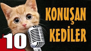 Konuşan Kediler 10  En Komik Kedi Videoları [upl. by Brian473]