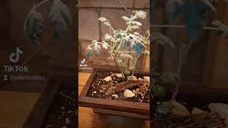 Wormwood bonsai plants upcycling bonsai pottedplants shorts sustainability herbal [upl. by Ahseikram]