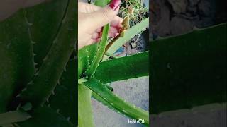 Alovera flowershortvideo gardenflowers  trending short video vairal [upl. by Anatnas]