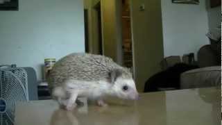 African Pygmy Hedgehog Care Information [upl. by Traver147]