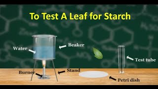 Experiment To test a leaf for starch [upl. by Hemetaf]