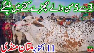 Multan Cow Mandi Fresh Latest Update Today 11102024  Cholistani Sahiwal Bachra Mandi Cow Mandi🔥 [upl. by Philcox204]