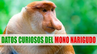 Mono narigudo Násico Nasalis larvatus  Datos curiosos de animales [upl. by Jahncke]