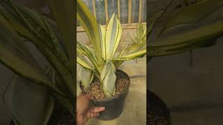 ST Futura Hendrika trade name quotAsahiquot hermansansevieria lidahmertua sansevieria [upl. by Thorn]