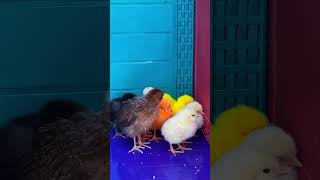 Little chicks colorful chicks rainbow chicks hen baby chicks chirping murgi birds [upl. by Tnecnivleahcim]