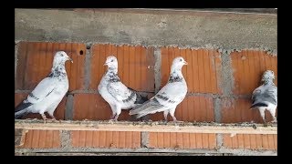 Tipplers Pigeon High Flying  Pellumbat Zaim Qosa  2018 [upl. by Noyk]