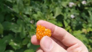 Tasting a salmonberry [upl. by Huskamp350]