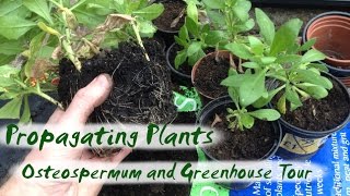 Propagating Plants  Osteospermum Cuttings and Greenhouse Tour [upl. by Lipman856]