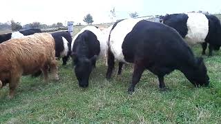 Moving Cattle from Upper Pasture onto Driveway to mow lawn [upl. by Purvis]