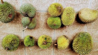 Rare Durians Durio graveolens zibethinus hybrids in Pichin  Borneo [upl. by Sone]