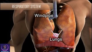 Respiratory System  Understand Breathing Process in Human [upl. by Adnovay110]