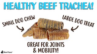 Beef Trachea Chews for Dogs [upl. by Hsihsa869]