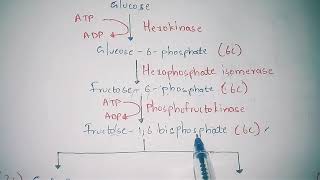 GLYCOLYSIS OR EMP PATHWAY BY PHANINDRA GUPTHA [upl. by Minsk]