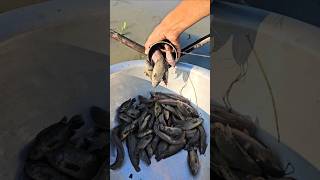 Unique fishing technique by plastic pipe trap  Fish video  part4 shorts shortsfeed fishing [upl. by Herv307]