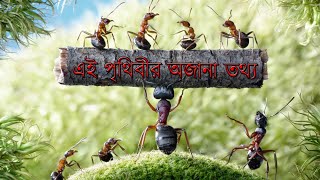 অবাক পৃথিবীর অজানা তথ্য  যা হইতো আপনি কখন জানেন না । জেনেনিন এই অজানা তথ্য গুলো ।। [upl. by Monarski]