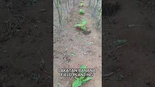 Lakatan Banana Field Planting farming bananancultivation lakatan banana gardening [upl. by Nwadal734]