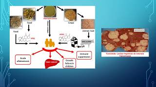 toxicologia de alimentos [upl. by Dincolo]