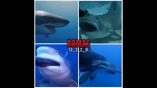 Great White Shark Vs Tiger Shark Vs Bull Shark Vs Hammerhead Shark Battle Royale Sharks shark [upl. by Eetsirk]