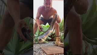 Carpet python coombabah animals dangerous snake attitude snakerescue [upl. by Assir]